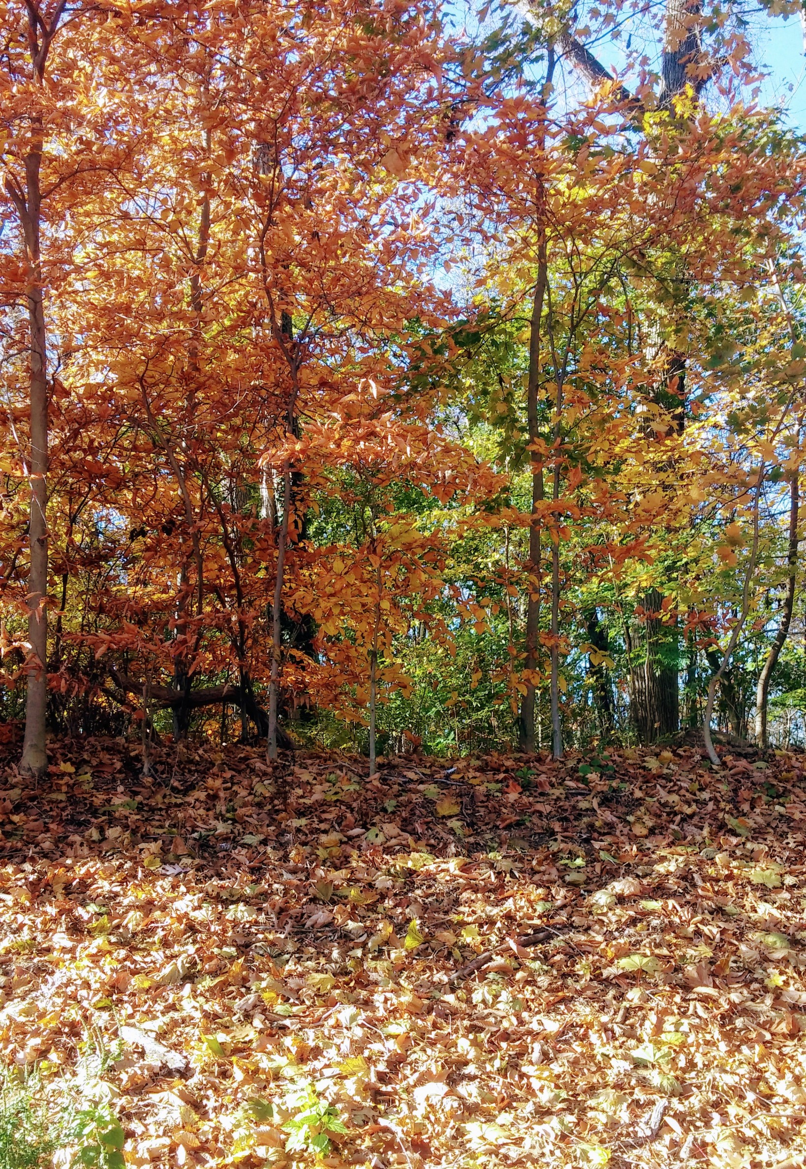 Reflections On Transitions