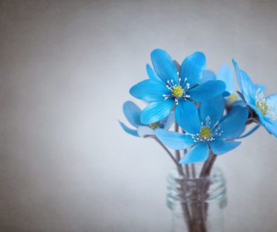 hepatica-Blue flower
