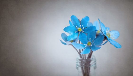 hepatica-Blue flower