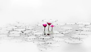 lotus-on pond