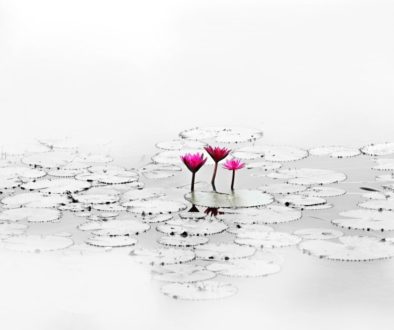 lotus-on pond